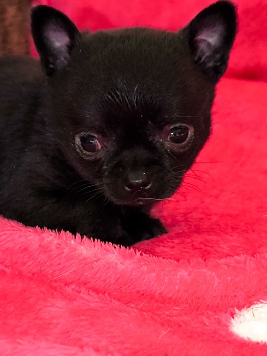 Chihuahua szczenięta krótkowłose(piesek)