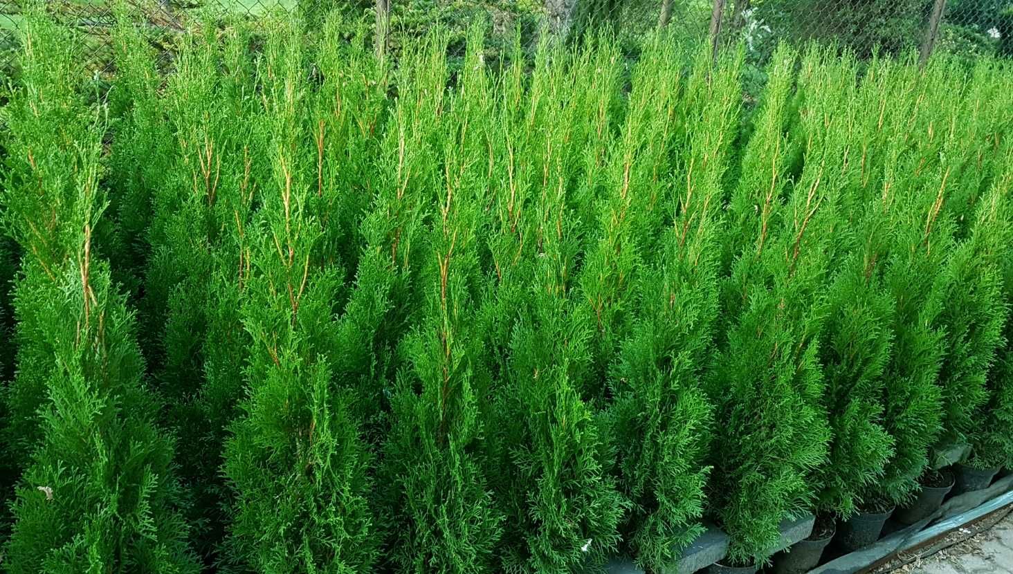 Tuja Szmaragd 120cm Donica Ukorzenione TRANSPORT SADZENIE