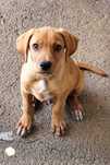 NASH (Macho, 2 Meses, Porte Médio) Para Adoção