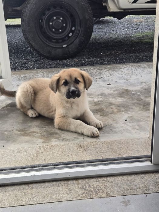 Cachorrinha para adoção