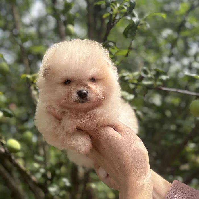 чудова дівчинка шоу классу