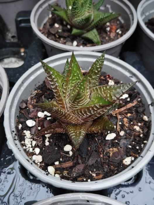 Suculenta haworthia limifolia