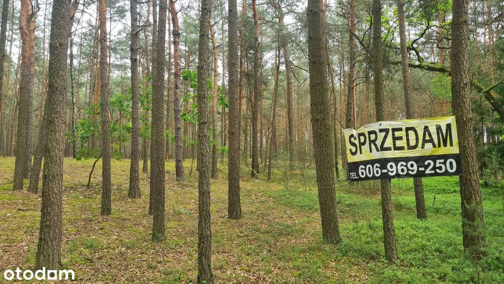Działka leśnia, 2000m2, rekraacja, Wilków, gm. Dalików, letnisko