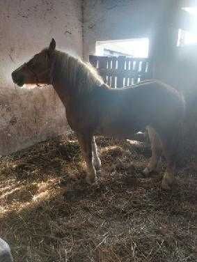 3 Klacze zimnokrwiste, 1 programowa Sokólska