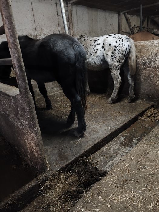 Sprzedam konie źrebne i do zaprzęgów różne maść