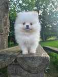 Suczka rasy szpic miniaturowy pomeranian