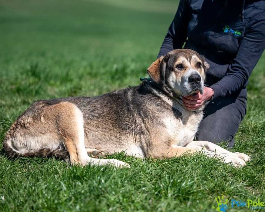Ramona - kochana, bardzo miła większa suczka SCHRONISKO