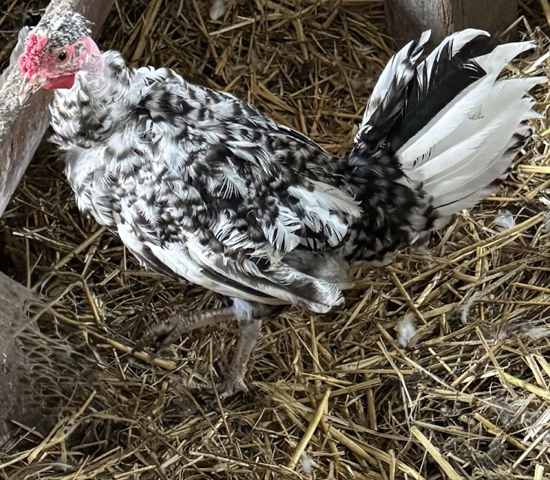 Na sprzedaz mlode kurki i koguty