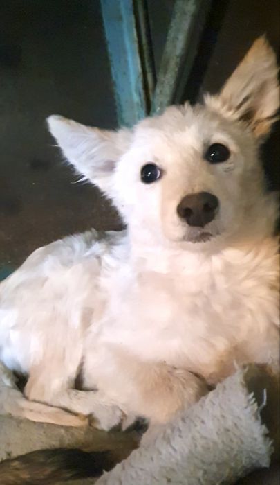 Біленьке цуценя (дівчинка) шукає люблячу сімʼю, вік 5 місяців ЧЕРНІВЦІ