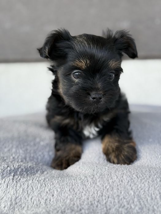 Yorhshire terrier - mini york