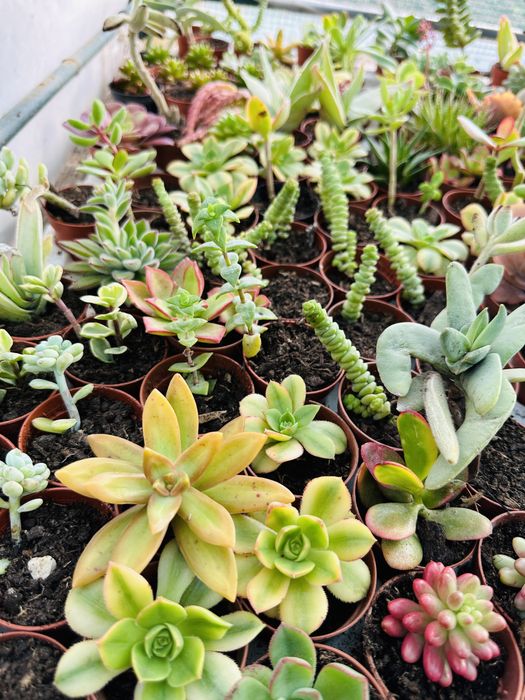 50 suculentas várias cores e formatos