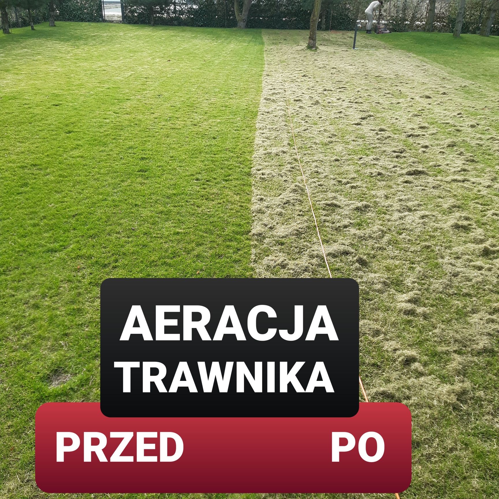 Skracanie Tuii ,  Koszenie trawy, pielęgnacja ogrodów. Wycinka drzew.