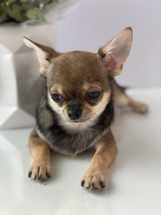 Чіхуа хлопчик гарнесенький