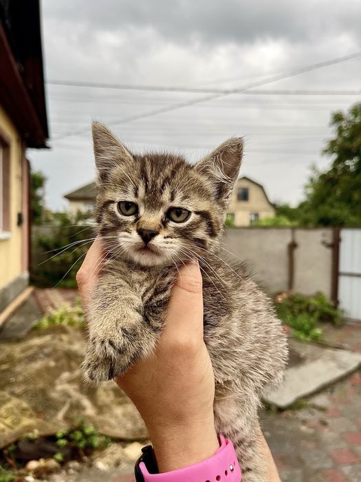 2 гарні кішечки (мама перс/сіамка) в добрі руки