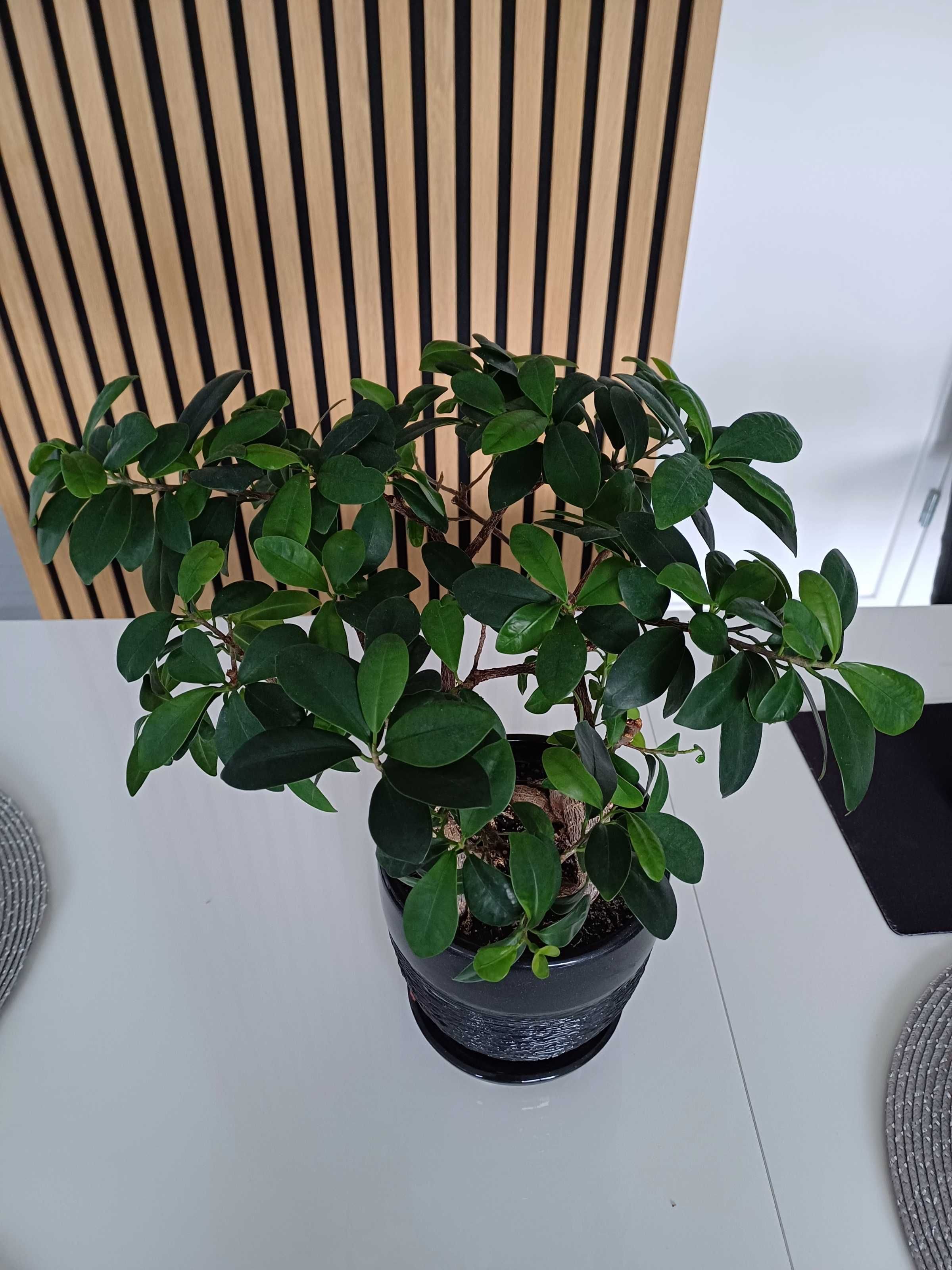 Drzewko bonsai - dwie sztuki