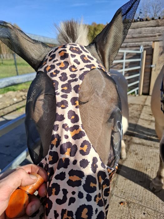 Ogier  Fiord z wybitnym rodowodem