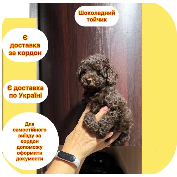 Маленький  шоколадний  той пудель хлопчик