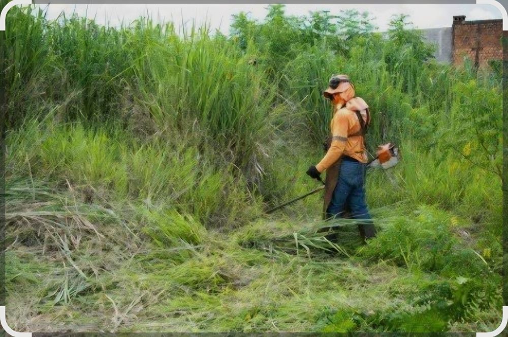 Limpeza de todo o tipo de terrenos e poda de árvores.