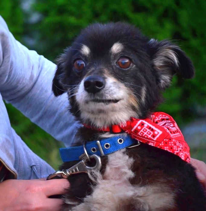 Najkochańszy malutki piesio-Grzybek prosi o miłość