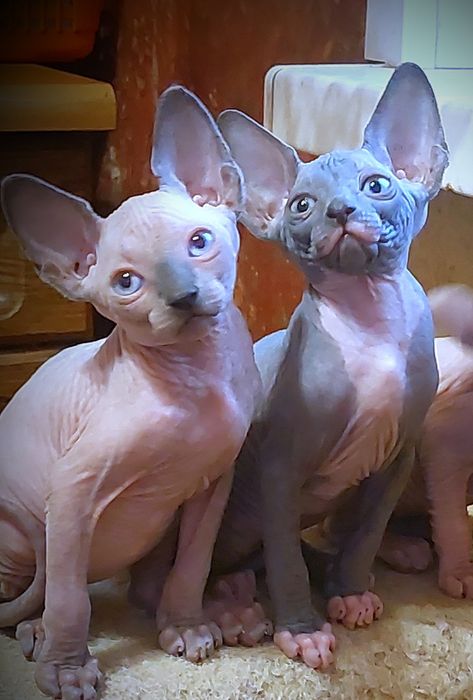 Канадские сфинксы и эльфы