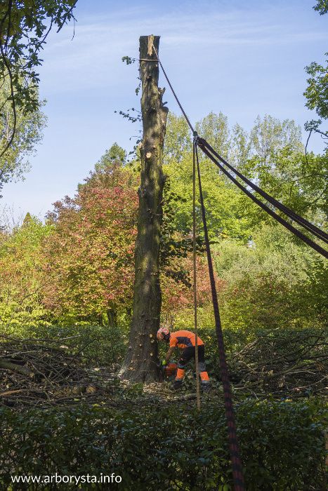Arborysta Pielęgnacja i Wycinka Drzew