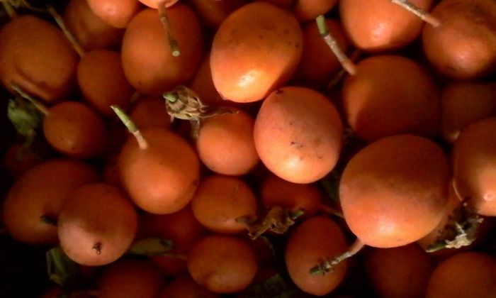 Plantas de maracujá,, Morango muito suculentos .