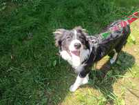 Suczka border Collie