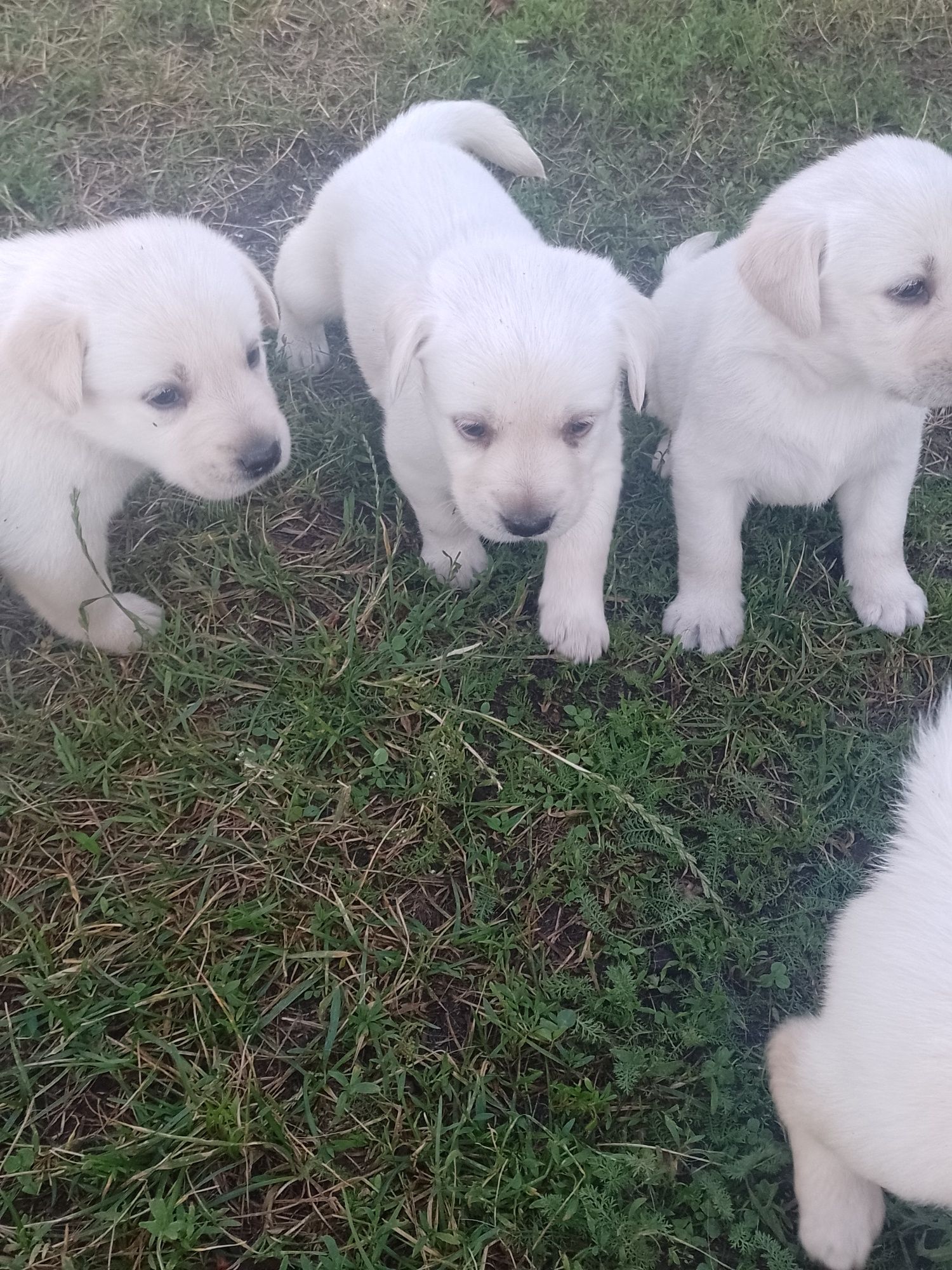Labrador retriever biszkopty