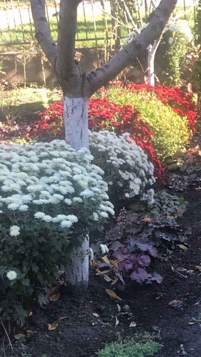 Хризантеми мультифлора(шаровидні)маточні кущі