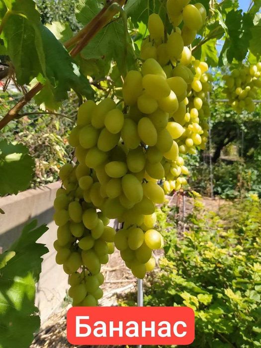 Саженцы винограда
