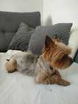 Yorkshire terrier piesek