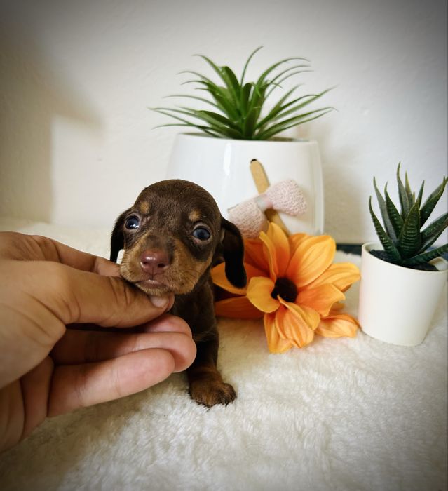 Excelente menino teckel kanichen chocolate