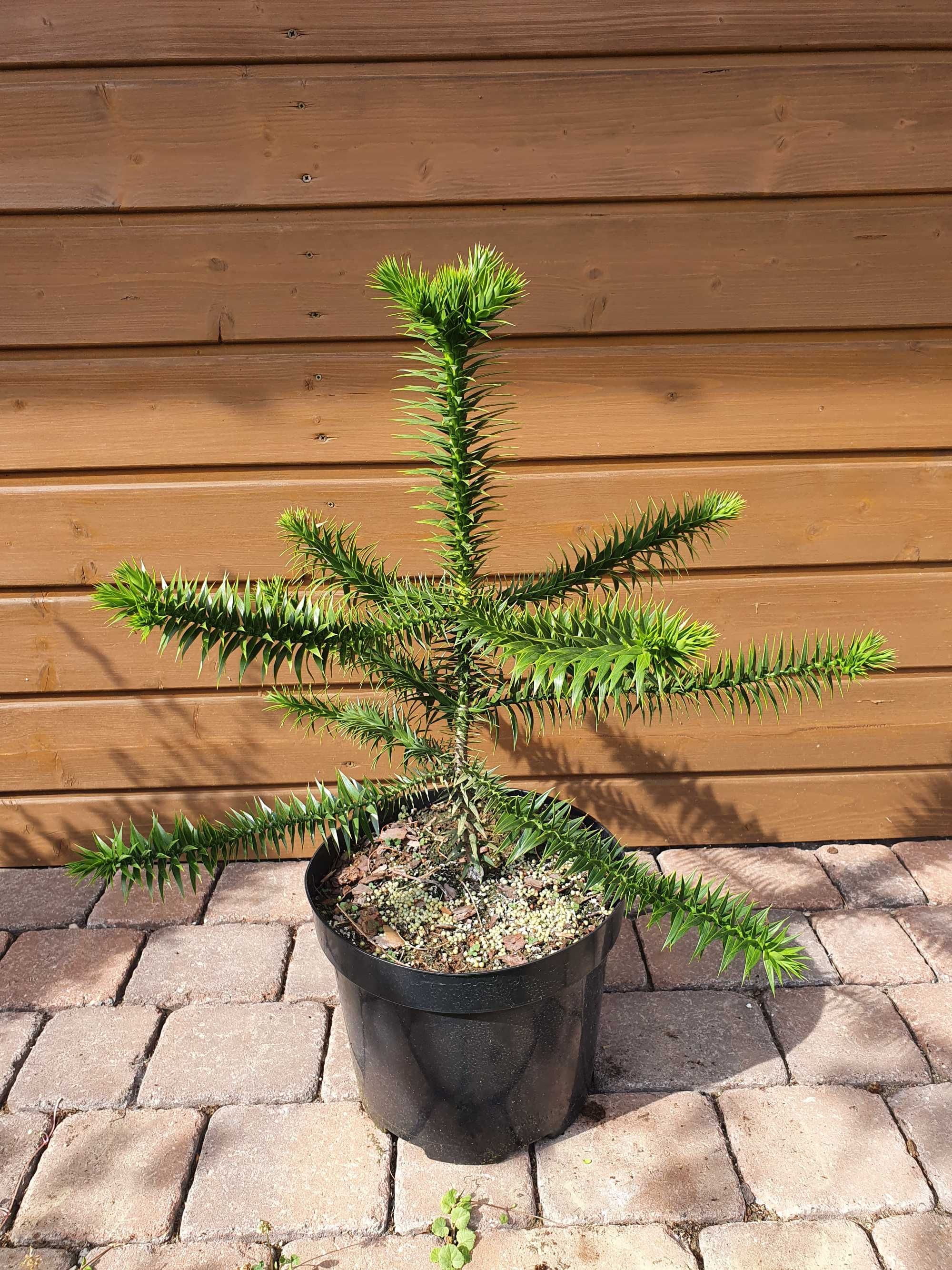 Araukaria chilijska Araucaria araucana krzewy ozdobne