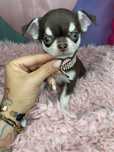 Chihuahua***Suczka***Krótkowłosa***Do***Rezerwacji