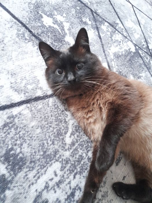 Котик сумує за кішечкою, " співає" вже)))