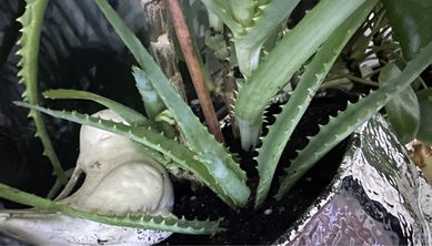 Aloes drzewiasty szczepki