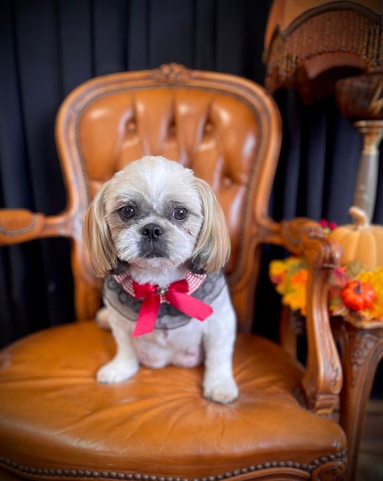 Przepiękne szczenięta