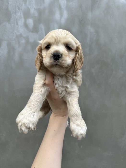 Американський кокер спаніель