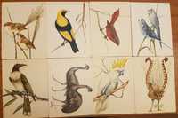 Pocztówki kartki pocztowe z PRL-u Ptaki Australii pocztówka