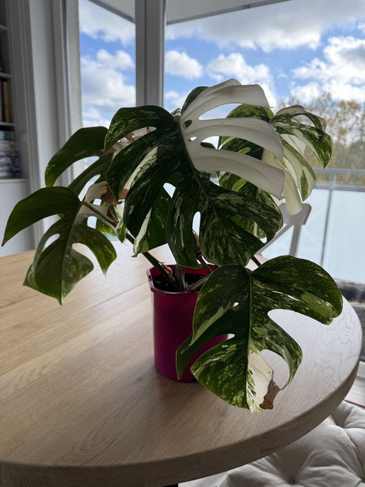 Monstera variegata odchowana sadzonka około 45 cm