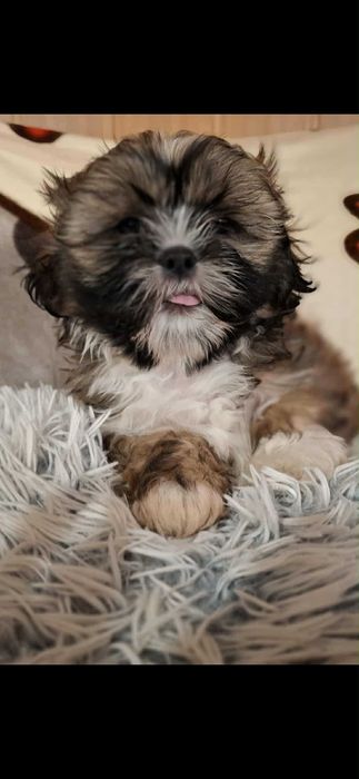 Pieski shih tzu szukaja nowych domow