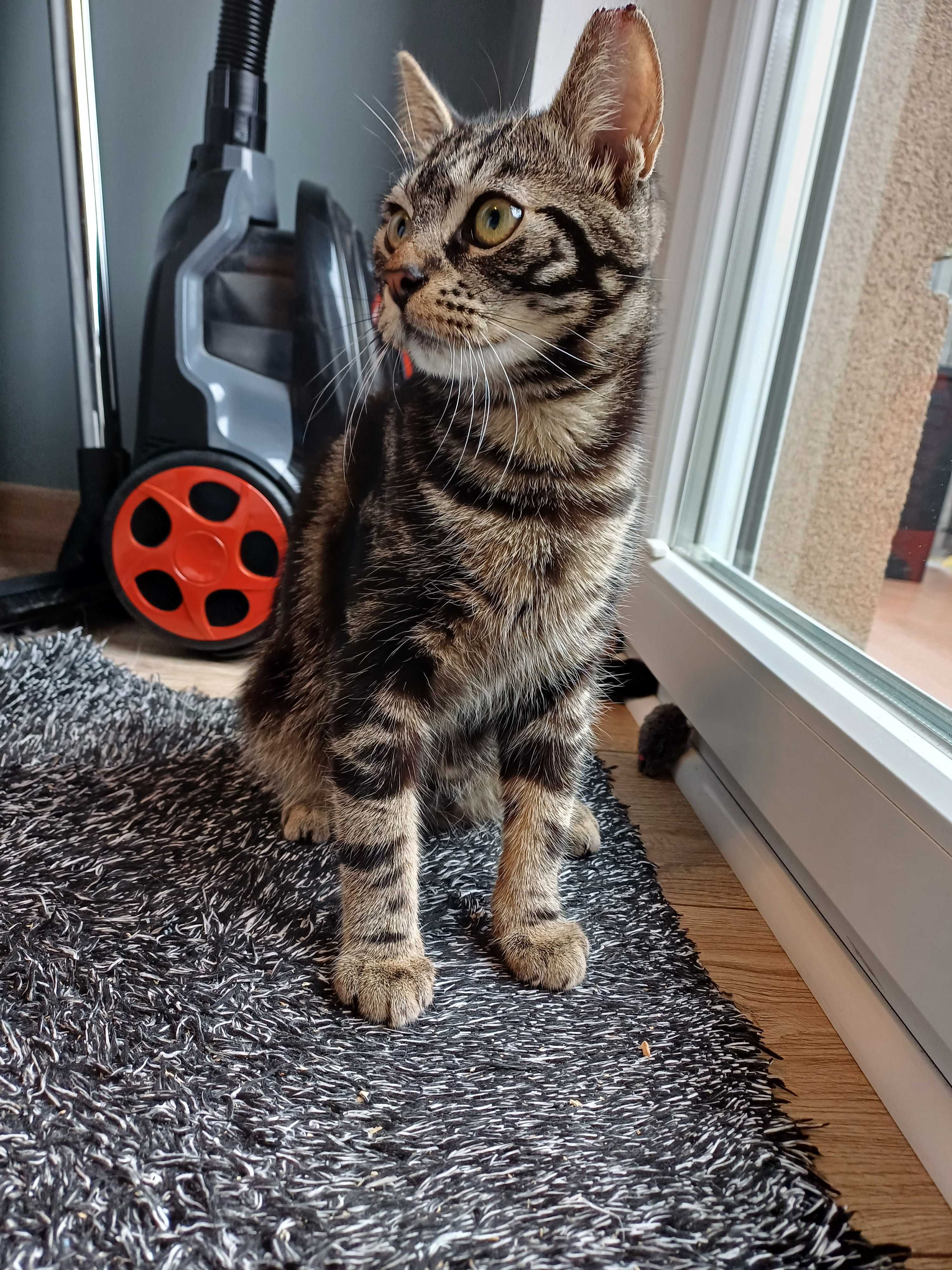 Wincent, Wini, Centuś - uroczy kocurek do adopcji