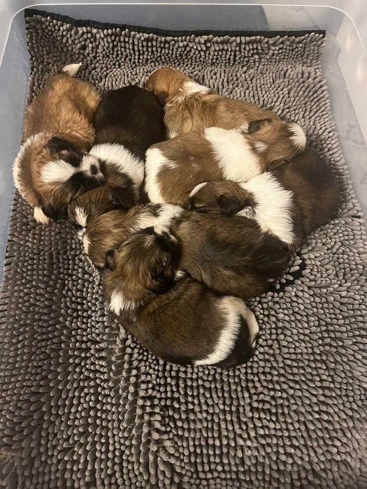 Shih-tzu suczka ZKwP FCI
