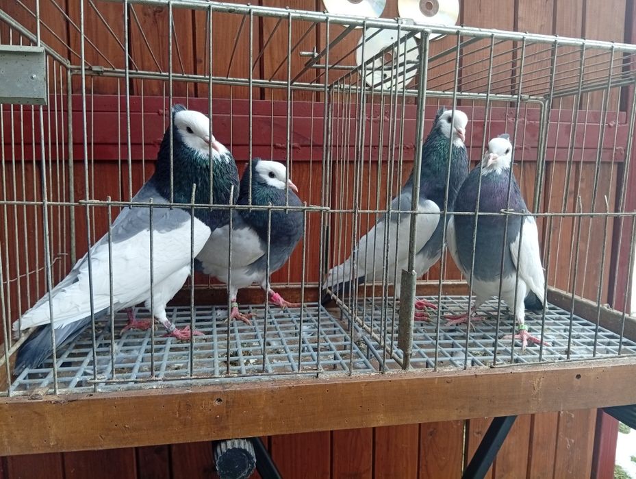 Garłacz Morawski Garłacze gołębie ozdobne