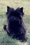 Mini sunia black yorkshire terrier