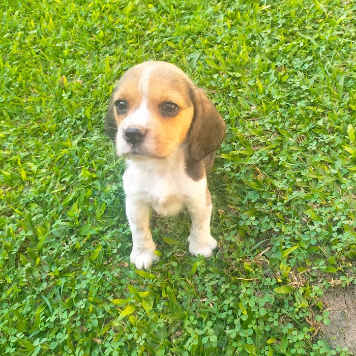 Beagle macho lindo