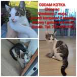 Oddam kotka 3 miesiace