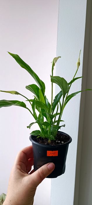 Спатифілум (жіноче щастя)