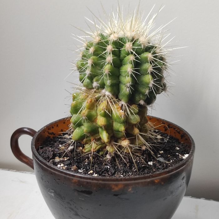 Кактус Эхинокактус Грузони