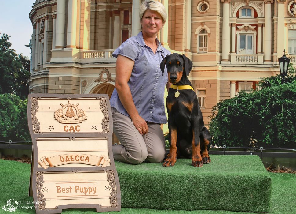 Доберман шоу класу